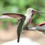 Hummingbird XIII